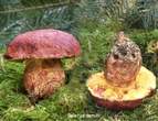 Boletus aemilii