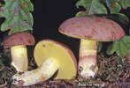 Boletus rgius