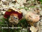 Boletus  rhodopurpureus