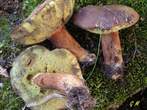 Boletus badius