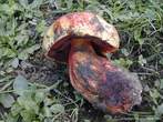 Boletus lutocupreus