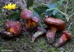 Boletus permagnificus