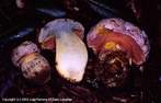 Boletus pulchrotintus