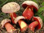 Boletus rhodoxanthus