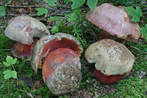 Boletus rubrosanguineus