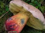 Boletus calopus