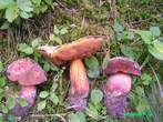 Boletus erythropus