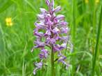 Orchis Militaire