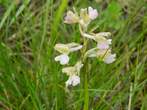 Orchis morio (fo. Alba)