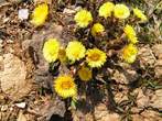 Tussilago farfara Tussilago farfara