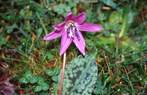 Erythronium dens-canis Erythronium dens-canis