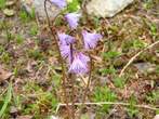 Soldanella alpina Soldanella alpina