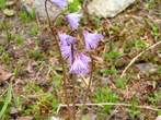 Soldanella  alpina