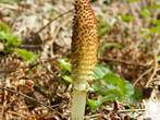 Equisetum arvense Equisetum arvense