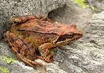 La grenouille rousse