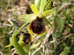 Ophrys aranéola Ophrys aranéola
