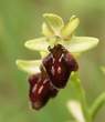 Ophrys aranifera Ophrys aranifera