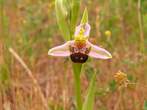 Ophrys  apifera      