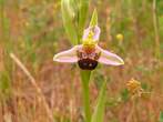 Ophrys apifera Ophrys apifera