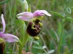 Ophrys fuciflora Ophrys fuciflora