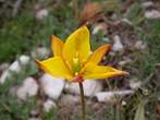 Tulipa sylvestris Tulipa sylvestris