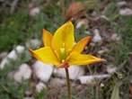 Tulipa sylvestris