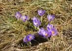 Crocus vernus Crocus vernus
