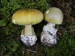 Amanite phalloides 