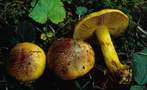 Cortinarius  splendens