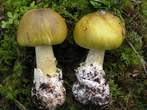 Amanita phalloides  