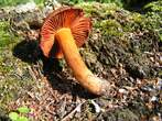 Cortinarius orellanus   (cortinaire couleur de rocou)