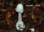 Amanita  virosa