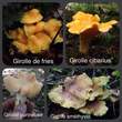 Quelques Chanterelles 