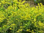 Isatis tinctoria             (Pastel des teinturiers)
