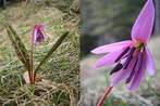 Erythronium  dens-canis