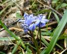 Scille a deux feuilles