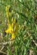 Genista tinctoria     (Genet des teinturiers)