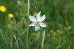 Narcisse Narcisse