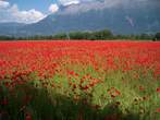 Champ de Coquelicots