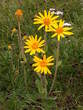 Arnica